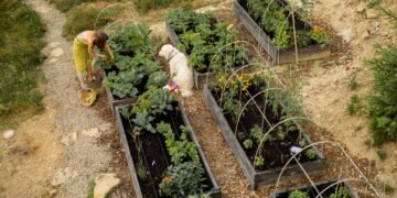 O que as hortas urbanas podem fazer pela sua saúde e bem-estar