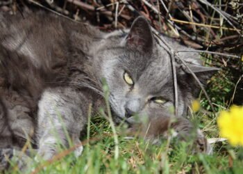 Faça do seu jardim um local especial e seguro para seus pets com essas dicas