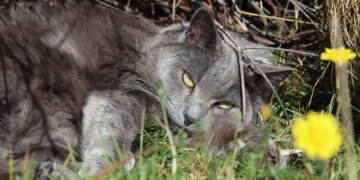 Faça do seu jardim um local especial e seguro para seus pets com essas dicas