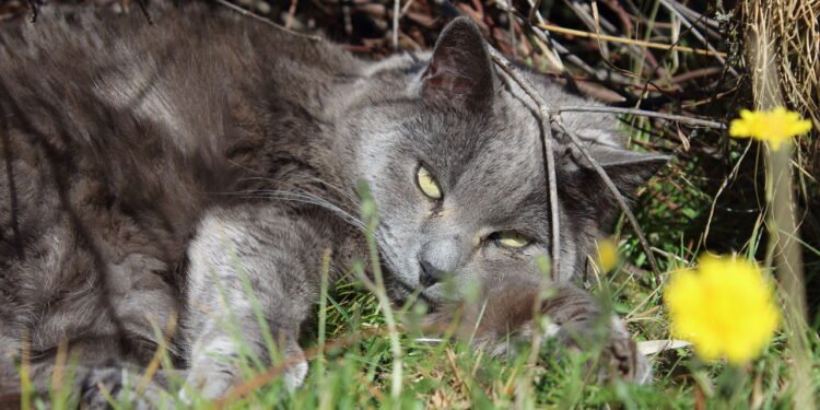 Gato no jardim - Créditos: depositphotos.com / Dwindle_RiverCréditos: depositphotos.com / Dwindle_River