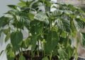 Como plantar pimenta dedo-de-moça em casa e ter colheitas fartas