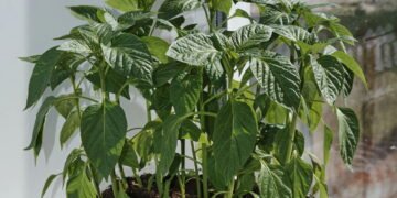 Como plantar pimenta dedo-de-moça em casa e ter colheitas fartas
