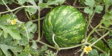 Como Plantar Melancia e Colher Frutas Gigantes e Doces