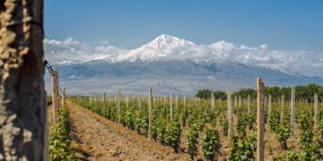 Plantas que detectam poluentes! Saiba como elas ajudam o meio ambiente