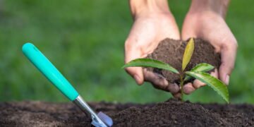 Como a luz pode acelerar o crescimento das suas plantas
