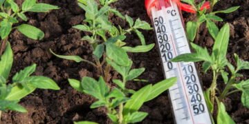 O segredo das plantas que conseguem sobreviver em qualquer ambiente