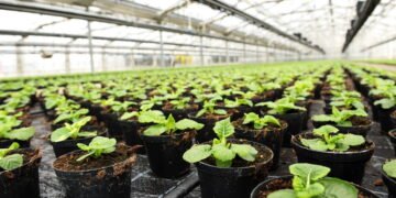 Como as plantas se adaptam ao clima e o que podemos aprender com elas