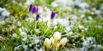 Como as plantas se adaptam ao clima e o que podemos aprender com elas