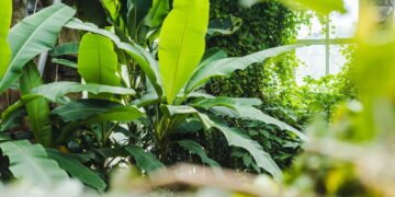 Plantas que ouvem? O impacto do som no crescimento vegetal