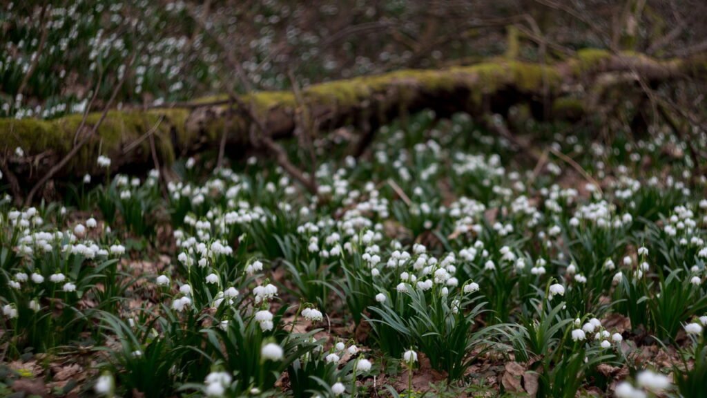 O fascinante mundo das plantas raras e sua importância para a biodiversidade
