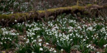 O fascinante mundo das plantas raras e sua importância para a biodiversidade