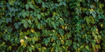 Plantas que brilham no escuro podem substituir a luz elétrica