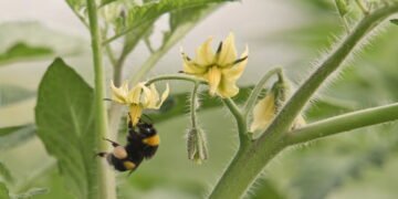 O que está acontecendo com as abelhas e como isso afeta sua alimentação?