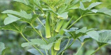 Quais plantas cultivar em casa para ajudar no controle da diabetes