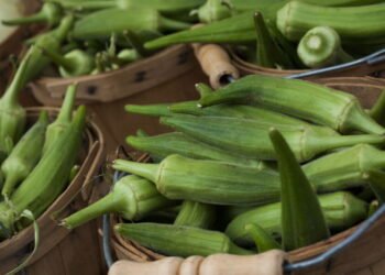 O truque para cultivar quiabo macio e sem fiapos no seu quintal