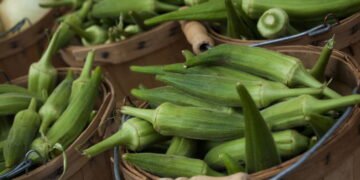 O truque para cultivar quiabo macio e sem fiapos no seu quintal