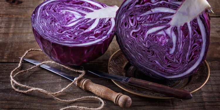 Esse detalhe faz toda a diferença no cultivo do repolho roxo