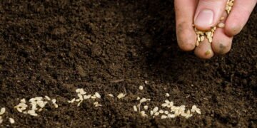 Saiba como ajudar a melhorar a saúde e o crescimento das suas plantas