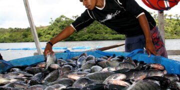 Minas não tem mar, mas cidade mineira se destaca na produção de tilápias