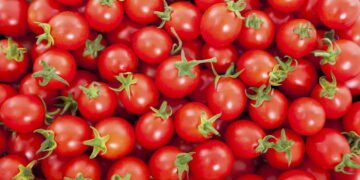 Quem planta tomate cereja em casa colhe muito mais que sabor