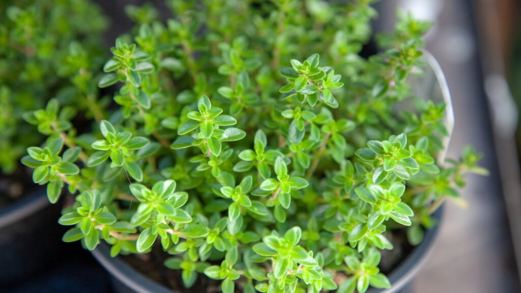 A erva mais aromática e fácil de cultivar que você pode ter no quintal