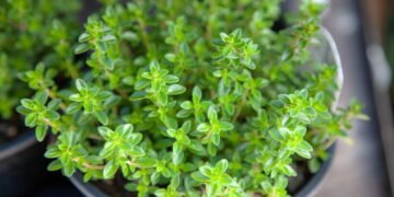 A erva mais aromática e fácil de cultivar que você pode ter no quintal