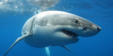 Carne de tubarão domina mercado brasileiro sem que consumidores saibam