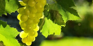 Cultivar uva verde virou tendência entre quem busca vida mais saudável