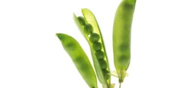 Aprenda a plantar vagem e colha legumes frescos no seu quintal