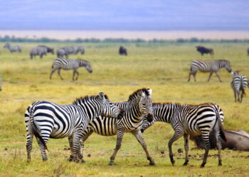 Você nunca imaginou o que as zebras realmente são capazes de fazer