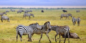 Você nunca imaginou o que as zebras realmente são capazes de fazer