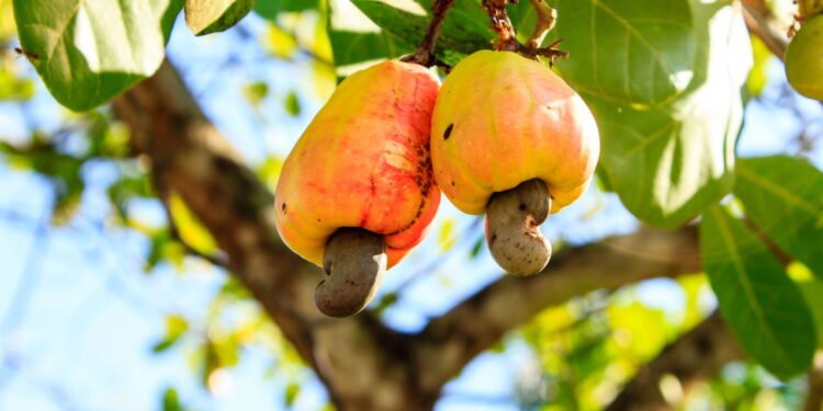 Conheça 5 benefícios do caju que vão mudar sua forma de comer