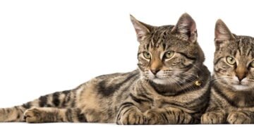 Por que gatos têm listras ou manchas? Conheça o papel da genética