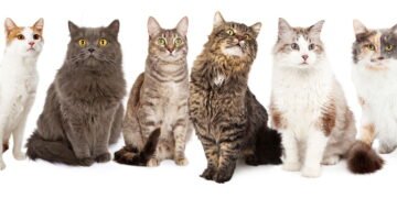 Por que gatos têm listras ou manchas? Conheça o papel da genética