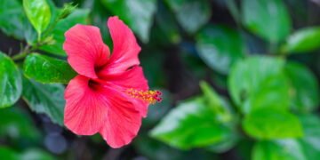 Cultive hibisco e tenha beleza e bem-estar em sua casa