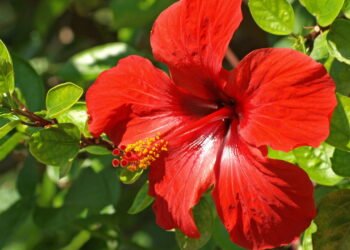 Conheça as flores que atraem prosperidade e boas energias para sua casa