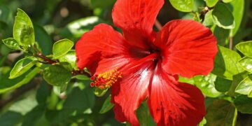 Conheça as flores que atraem prosperidade e boas energias para sua casa