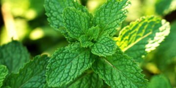 Cultive hortelã na sua casa e tenha sempre folhas frescas a sua disposição!