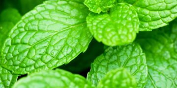 Essas são as melhores plantas que afastam escorpiões da sua casa