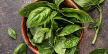 Aprenda a cultivar plantas que espantam formigas do jardim