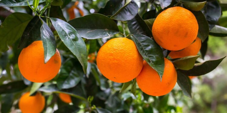 Você nunca mais vai comprar laranjas depois de ver isso!