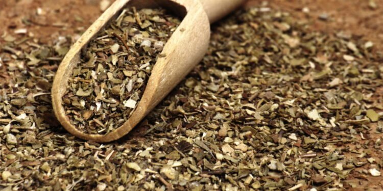 Transforme sua cozinha com orégano fresco cultivado por você mesmo!