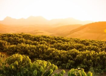 O maior evento da cafeicultura mineira começou e vai passa por 22 cidades
