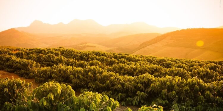 O maior evento da cafeicultura mineira começou e vai passa por 22 cidades