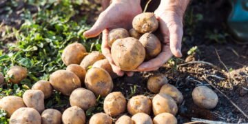 Guia de como cultivar e colher batatas saudáveis em casa
