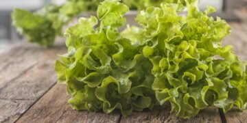 Como preparar o solo perfeito para o cultivo de alface em casa