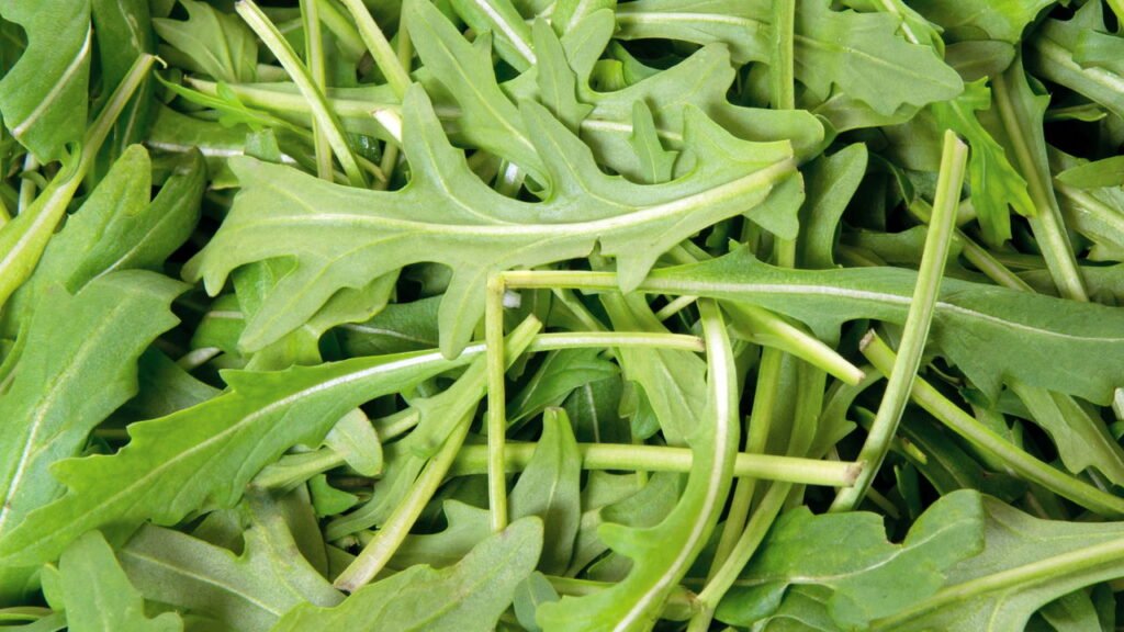 Passo a passo para plantar rúcula e manter uma horta saudável