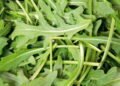 Passo a passo para plantar rúcula e manter uma horta saudável