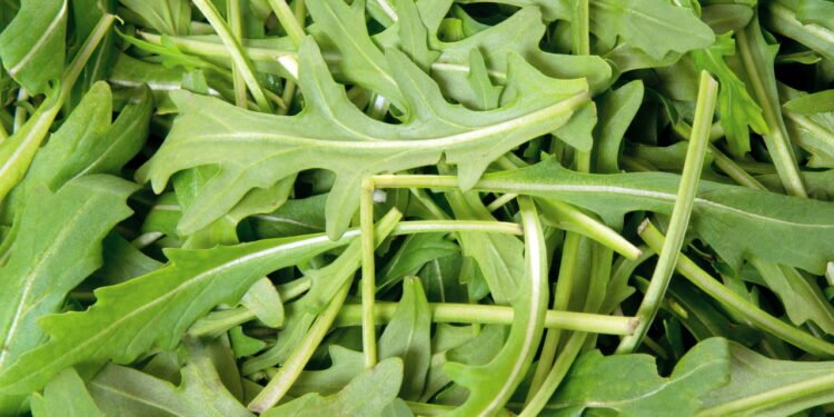 Passo a passo para plantar rúcula e manter uma horta saudável