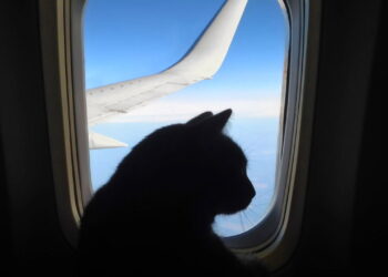 Viajar com animais nunca foi tão fácil, conheça os melhores destinos